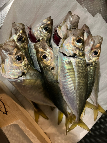 アジの釣果