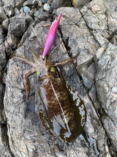 アオリイカの釣果