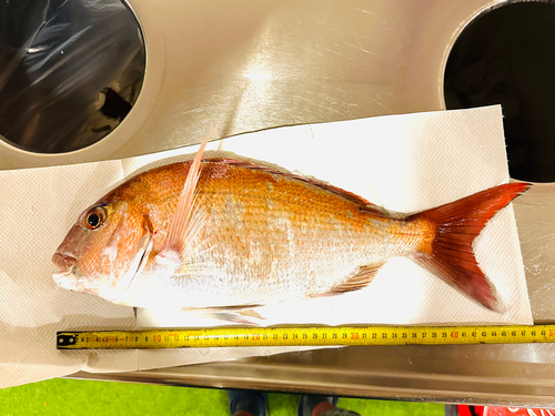 マダイの釣果