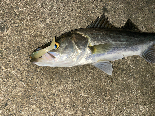 スズキの釣果