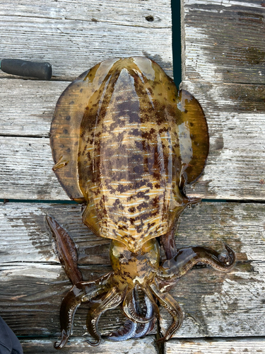 アオリイカの釣果