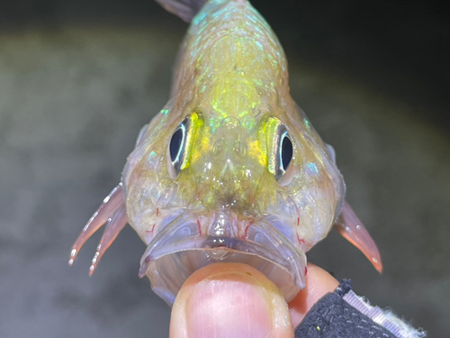 イシモチの釣果