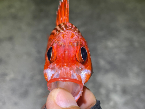 テリエビスの釣果