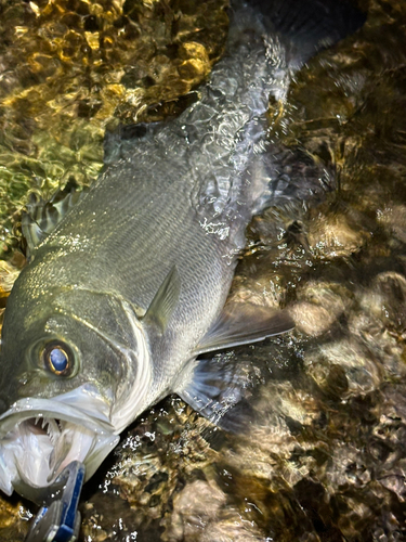 ヒラスズキの釣果