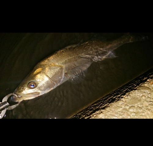 スズキの釣果