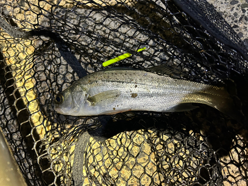 スズキの釣果