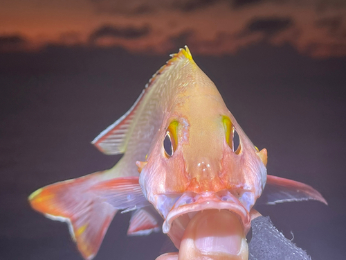 ヒメフエダイの釣果