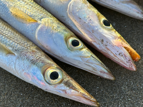 カマスの釣果