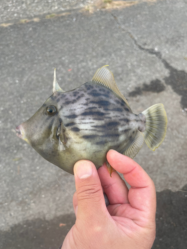 カワハギの釣果