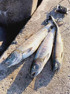 シロザケの釣果