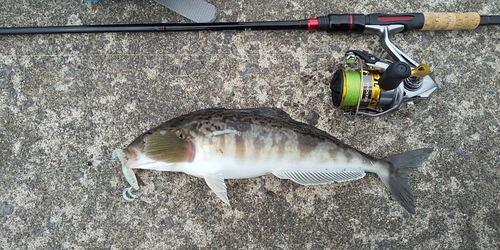 ホッケの釣果