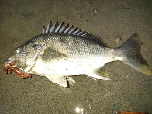 キビレの釣果