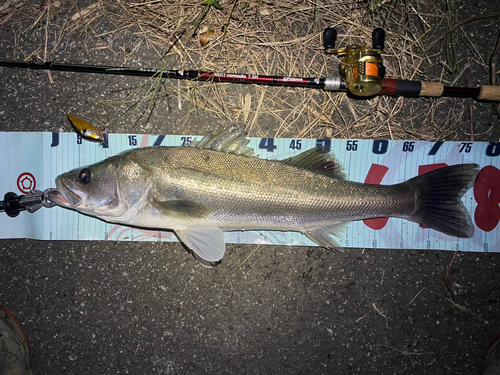 シーバスの釣果