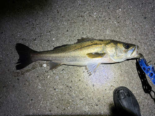 稲毛海浜公園