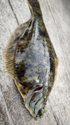 マコガレイの釣果