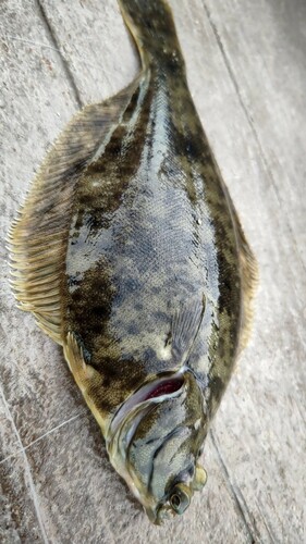 海辺つり公園