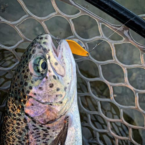 ニジマスの釣果