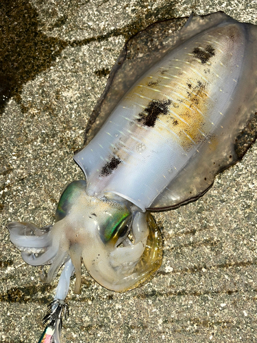 アオリイカの釣果