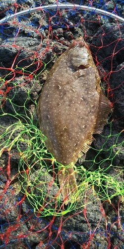 カレイの釣果