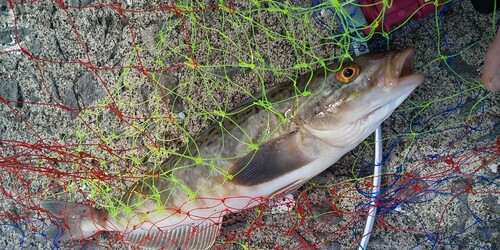 ホッケの釣果