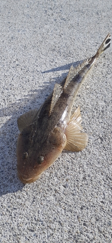 マハゼの釣果