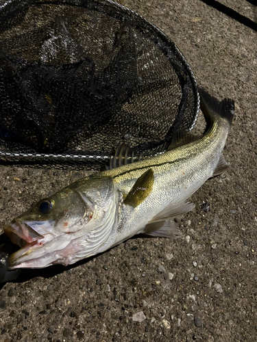 釣果