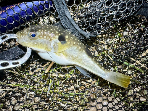 フグの釣果