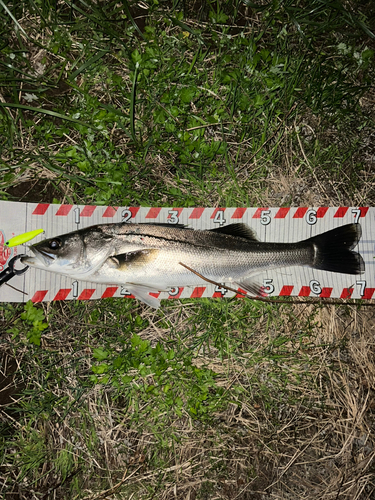 シーバスの釣果