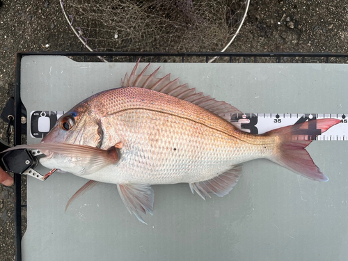 マダイの釣果