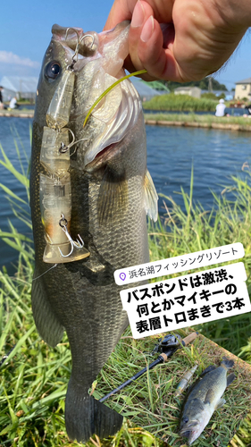 ブラックバスの釣果