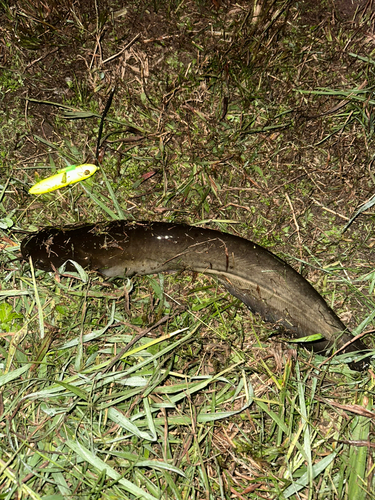 マナマズの釣果