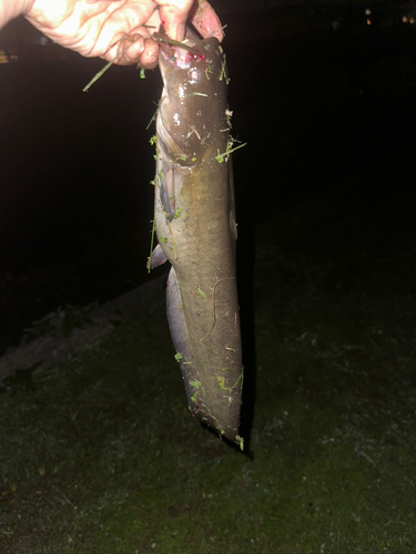 マナマズの釣果