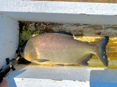 コロソマの釣果