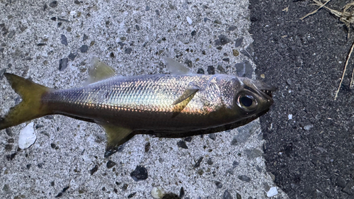 ムツの釣果