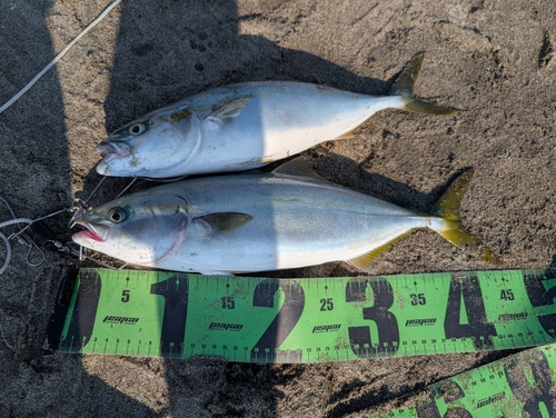 イナダの釣果