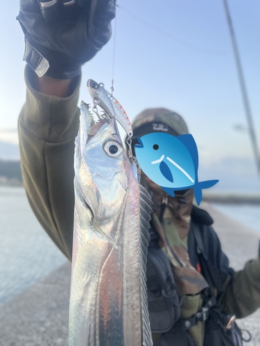 タチウオの釣果