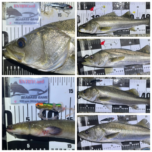 シーバスの釣果