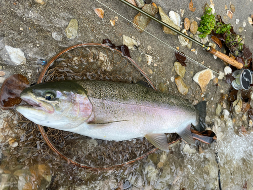 ニジマスの釣果