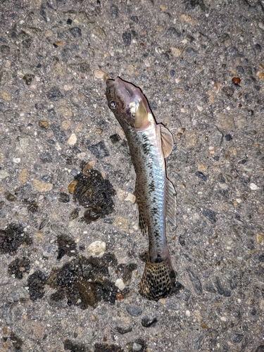 ハゼの釣果