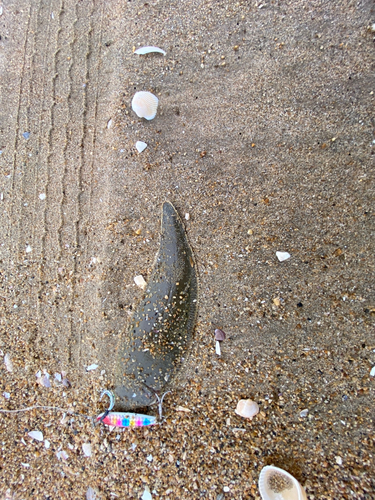 シタビラメの釣果