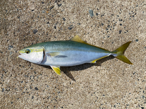 ヤズの釣果