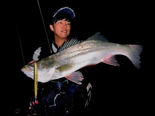 スズキの釣果