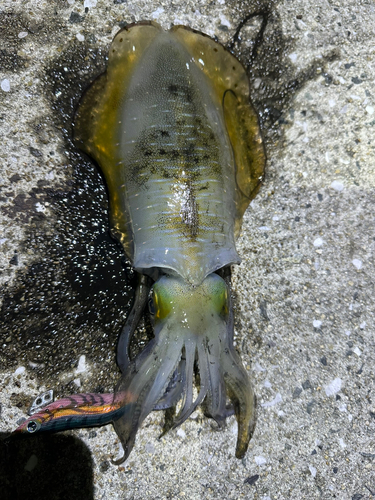 アオリイカの釣果