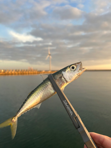 サバの釣果