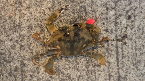 カニの釣果