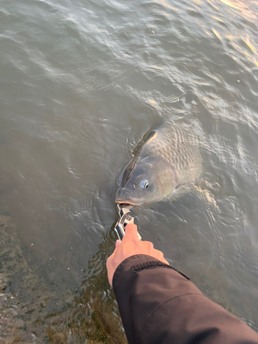 ニゴイの釣果