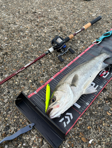 シーバスの釣果