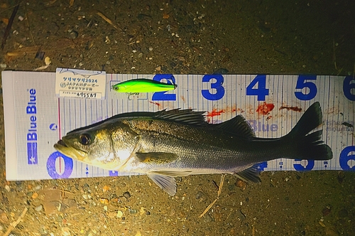 シーバスの釣果