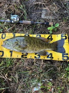 スモールマウスバスの釣果