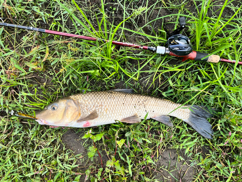 ニゴイの釣果